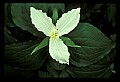 01005-00059-White Flowers-Trillium.jpg