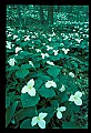 01005-00060-White Flowers-Trillium.jpg