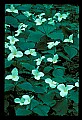 01005-00062-White Flowers-Trillium.jpg