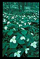 01005-00063-White Flowers-Trillium.jpg