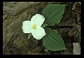 01005-00065-White Flowers-Trillium.jpg