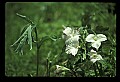 01005-00068-White Flowers-Trillium.jpg