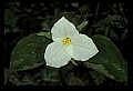 01005-00070-White Flowers-Trillium.jpg