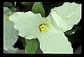 01005-00071-White Flowers-Trillium.jpg