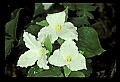 01005-00072-White Flowers-Trillium.jpg