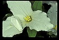 01005-00073-White Flowers-Trillium.jpg