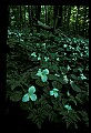 01005-00075-White Flowers-Trillium.jpg