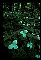 01005-00077-White Flowers-Trillium.jpg