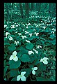 01005-00078-White Flowers-Trillium.jpg