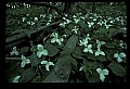 01005-00079-White Flowers-Trillium.jpg
