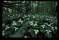 01005-00081-White Flowers-Trillium.jpg