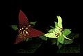 01020-00099-Red Flowers-Red and white trillium.jpg