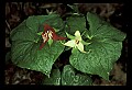 01020-00100-Red Flowers-Red and white trillium.jpg
