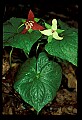 01020-00101-Red Flowers-Red and white trillium.jpg