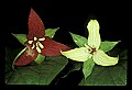 01020-00102-Red Flowers-Red and white trillium.jpg