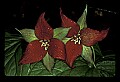 01020-00117-Red Flowers- Wakerobin or Stinking Benjamin.jpg