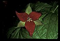 01020-00119-Red Flowers- Wakerobin or Stinking Benjamin.jpg