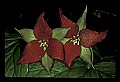 01020-00122-Red Flowers- Wakerobin or Stinking Benjamin.jpg