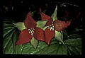 01020-00124-Red Flowers- Wakerobin or Stinking Benjamin.jpg