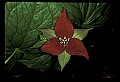 01020-00128-Red Flowers- Wakerobin or Stinking Benjamin.jpg