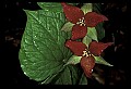 01020-00129-Red Flowers- Wakerobin or Stinking Benjamin.jpg