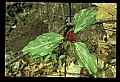 01020-00215-Red Flowers-Prarie Trillium.jpg