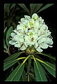 01001-00011 White Flowers Great Rhododendron.jpg