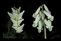 01001-00012 White Flowers-Dutchman's Breeches and Squirrel Corn (right).jpg
