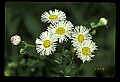 01001-00015-White Flowers-Fleabane.jpg