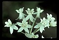 01001-00016-White Flowers-Poke Milkweed.jpg