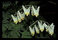 01001-00018-White Flowers-Dutchman's Breeches.jpg