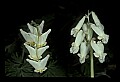 01001-00019-White Flowers-Dutchman's Breeches and Squirrel Corn (right).jpg