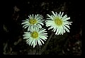 01001-00020-White Flowers-Fleabane.jpg