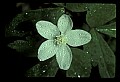01001-00021-White Flowers-Wood Anemone.jpg