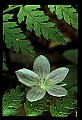 01001-00027-White Flowers-Spring Beauty.jpg