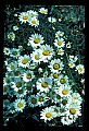 01001-00031-White Flowers-Oxeye Daisy.jpg