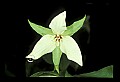 01001-00033-White Flowers-White Trillium.jpg
