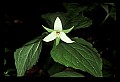 01001-00034-White Flowers-White Trillium.jpg