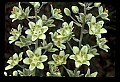 01001-00040-White Flowers-Dune Lily or Death Comas.jpg