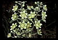 01001-00041-White Flowers-Dune Lily or Death Comas.jpg