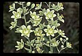 01001-00044-White Flowers-Dune Lily or Death Comas.jpg