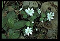 01001-00051-White Flowers-False Rue Anemone.jpg
