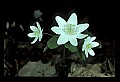 01001-00054-White Flowers-Rue Anemone.jpg
