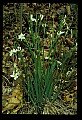 01001-00061-White Flowers-Star of Bethlehem.jpg