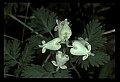 01001-00072-White Flowers-Squirrel Corn.jpg