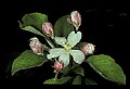 01001-00077-White Flowers-Apple Blossom.jpg