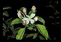 01001-00087-White Flowers-Apple Blossom.jpg