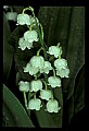 01001-00089-White Flowers-Lily of the Valley.jpg