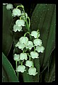 01001-00090-White Flowers-Lily of the Valley.jpg