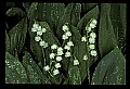 01001-00091-White Flowers-Lily of the Valley.jpg